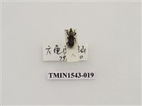 藏品(三錐象鼻蟲科)的圖片